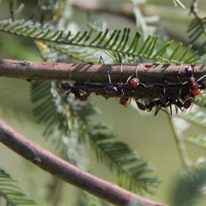 Jalmenus ictinus at Watson, ACT - 2 Feb 2025 10:40 AM