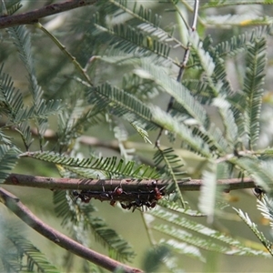 Jalmenus ictinus at Watson, ACT - 2 Feb 2025 10:40 AM