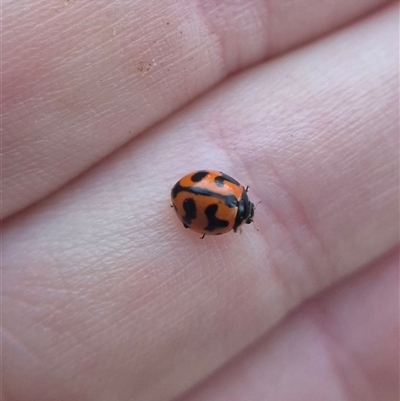 Coccinella transversalis (Transverse Ladybird) at Bungendore, NSW - 24 Feb 2025 by clarehoneydove