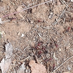 Iridomyrmex purpureus (Meat Ant) at Lyneham, ACT - 23 Feb 2025 by MPhillips