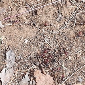 Iridomyrmex purpureus (Meat Ant) at Lyneham, ACT - 23 Feb 2025 by MPhillips