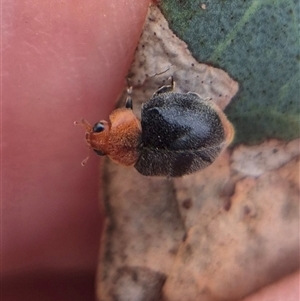 Cryptolaemus montrouzieri (Mealybug ladybird) at Bungendore, NSW - 23 Feb 2025 by clarehoneydove