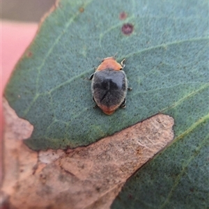 Cryptolaemus montrouzieri at Bungendore, NSW - suppressed