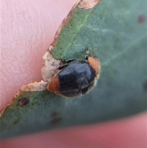 Cryptolaemus montrouzieri at Bungendore, NSW - suppressed