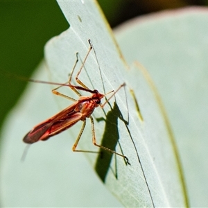 Rayieria sp. (genus) (Mirid plant bug) at Higgins, ACT - 4 Mar 2024 by Untidy