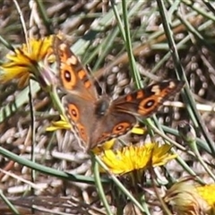 Junonia villida (Meadow Argus) at Watson, ACT - 2 Feb 2025 by JenniM