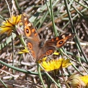 Junonia villida (Meadow Argus) at Watson, ACT - 2 Feb 2025 by JenniM