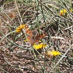 Junonia villida at Watson, ACT - 2 Feb 2025 10:32 AM