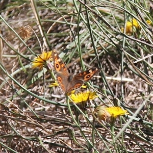 Junonia villida at Watson, ACT - 2 Feb 2025 10:32 AM