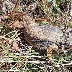 Pogona barbata (Eastern Bearded Dragon) at Lyneham, ACT - 24 Feb 2023 by MPhillips