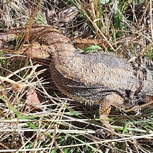 Pogona barbata at Lyneham, ACT - 24 Feb 2023 by MPhillips