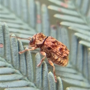 Cadmus (Brachycaulus) sp. (subgenus) (Cylinder leaf beetle) by clarehoneydove