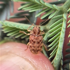 Cadmus (Brachycaulus) sp. (subgenus) at Bungendore, NSW - suppressed