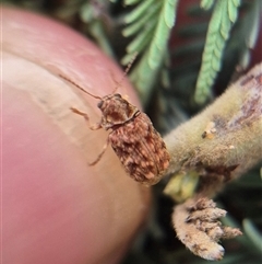 Cadmus (Brachycaulus) sp. (subgenus) at Bungendore, NSW - suppressed