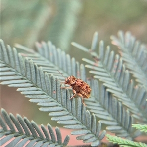 Cadmus (Brachycaulus) sp. (subgenus) at Bungendore, NSW - suppressed