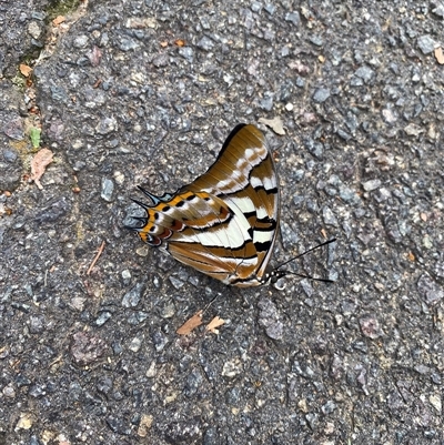 Charaxes sempronius (Tailed Emperor) at Wanniassa, ACT - 20 Feb 2025 by jks