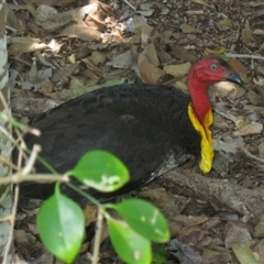 Alectura lathami (Australian Brush-turkey) at Mon Repos, QLD - 12 Nov 2014 by RodDeb