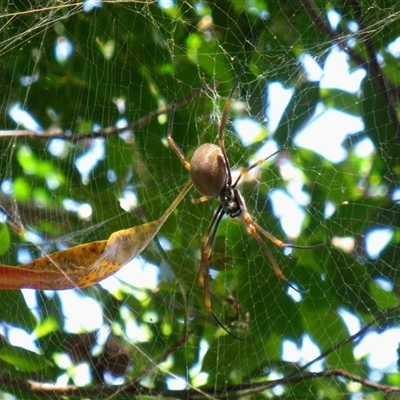 Trichonephila plumipes at Mon Repos, QLD - 12 Nov 2014 by RodDeb