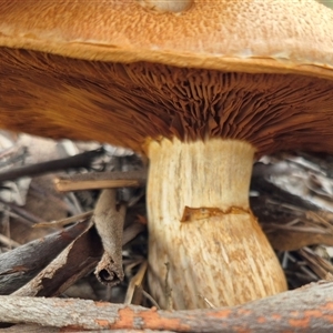 Gymnopilus junonius (Spectacular Rustgill) at Bungendore, NSW - 23 Feb 2025 by clarehoneydove