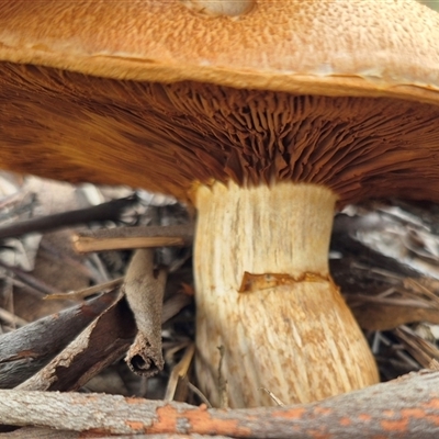 Gymnopilus junonius (Spectacular Rustgill) at Bungendore, NSW - 23 Feb 2025 by clarehoneydove