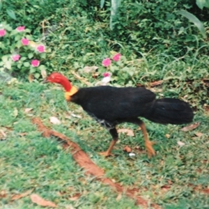 Alectura lathami (Australian Brush-turkey) at Millaa Millaa, QLD - 7 Sep 1988 by RodDeb