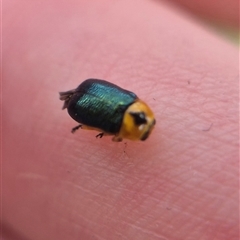 Aporocera (Aporocera) consors (A leaf beetle) at Bungendore, NSW - 23 Feb 2025 by clarehoneydove