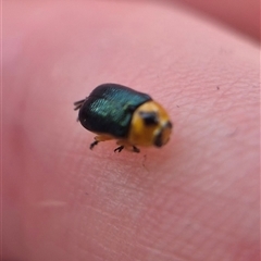 Aporocera (Aporocera) consors at Bungendore, NSW - suppressed