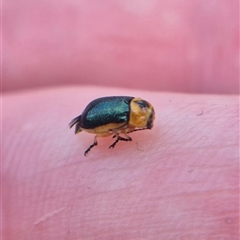Aporocera (Aporocera) consors at Bungendore, NSW - suppressed