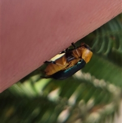 Aporocera (Aporocera) consors at Bungendore, NSW - suppressed