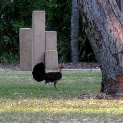 Alectura lathami (Australian Brush-turkey) at Tannum Sands, QLD - 8 Nov 2014 by RodDeb