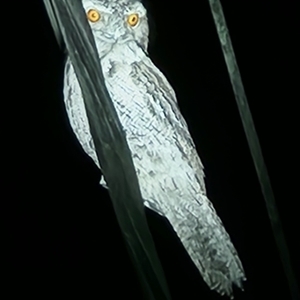 Podargus strigoides (Tawny Frogmouth) at Queanbeyan East, NSW - 24 Feb 2025 by NathanaelC