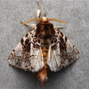 Aglaosoma variegata (A Prominent moth) at Rosedale, NSW - 21 Feb 2025 by jb2602