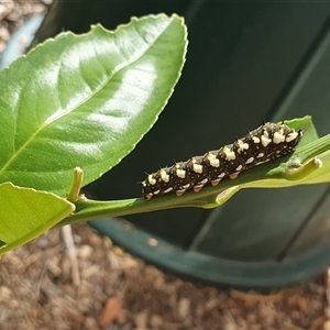 Papilio anactus at Lyneham, ACT - 24 Feb 2025 11:04 AM