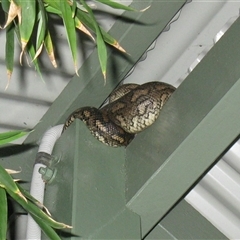 Morelia spilota at suppressed - suppressed