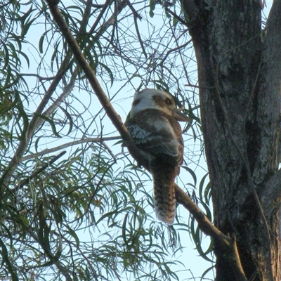 Dacelo novaeguineae at Tannum Sands, QLD - 8 Nov 2014 by RodDeb