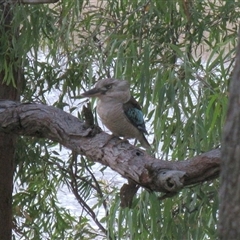 Dacelo leachii (Blue-winged Kookaburra) at Tannum Sands, QLD - 8 Nov 2014 by RodDeb