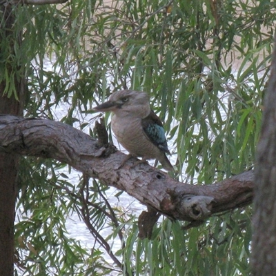 Dacelo leachii (Blue-winged Kookaburra) at Tannum Sands, QLD - 8 Nov 2014 by RodDeb