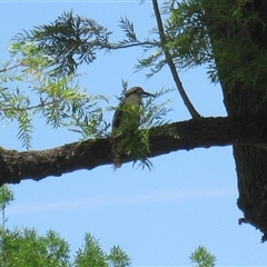 Dacelo novaeguineae (Laughing Kookaburra) at Cowra, NSW - 19 Nov 2014 by RodDeb