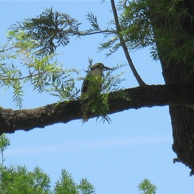 Dacelo novaeguineae (Laughing Kookaburra) at Cowra, NSW - 19 Nov 2014 by RodDeb