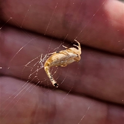 Arachnura higginsi (Scorpion-tailed Spider) at Majors Creek, NSW - 24 Feb 2025 by Csteele4