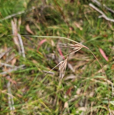 Themeda triandra (Kangaroo Grass) at Northangera, NSW - 24 Feb 2025 by Csteele4