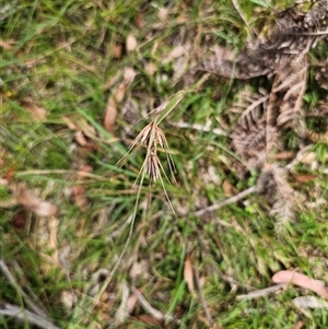 Themeda triandra at Northangera, NSW - 24 Feb 2025 03:22 PM