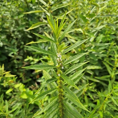 Lycopus australis (Native Gipsywort, Australian Gipsywort) at Northangera, NSW - 24 Feb 2025 by Csteele4