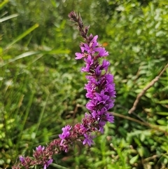 Lythrum salicaria (Purple Loosestrife) at Northangera, NSW - 24 Feb 2025 by Csteele4