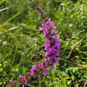 Lythrum salicaria (Purple Loosestrife) at Northangera, NSW - 24 Feb 2025 by Csteele4