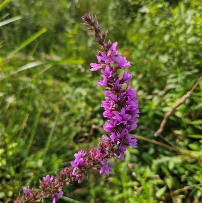 Lythrum salicaria (Purple Loosestrife) at Northangera, NSW - 24 Feb 2025 by Csteele4