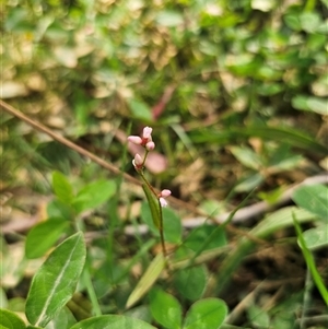 Persicaria strigosa (Spotted Knotweed) at Northangera, NSW - 24 Feb 2025 by Csteele4