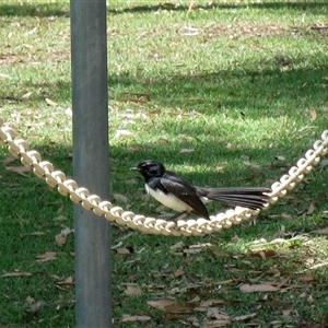 Rhipidura leucophrys (Willie Wagtail) at Cowra, NSW - 19 Nov 2014 by RodDeb