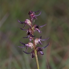 Corunastylis ostrina (Purple Midge Orchid) at Mongarlowe, NSW - 24 Feb 2025 by Csteele4