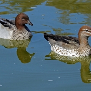 Chenonetta jubata (Australian Wood Duck) at Cowra, NSW - 31 Aug 2017 by RodDeb